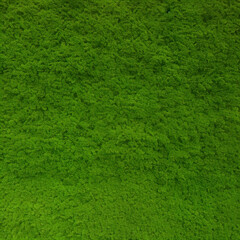 Fototapeta premium green grass texture background