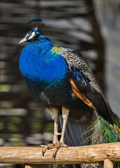 Russia. Dagestan. Portrait of a male peacock sitting on the railing of a wicker gazebo in a mini zoo near the famous Sarykum dune.