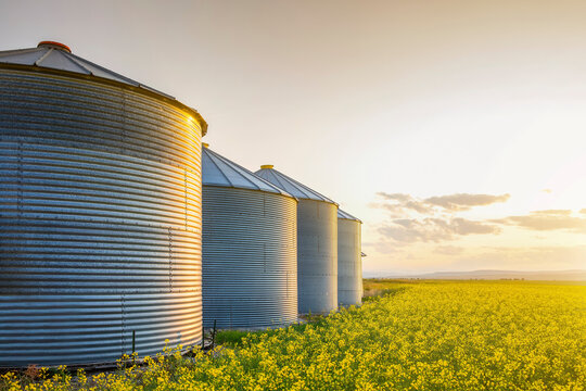 Metal silos in a row on a ripening canola field at sunrise; Alberta, Canada