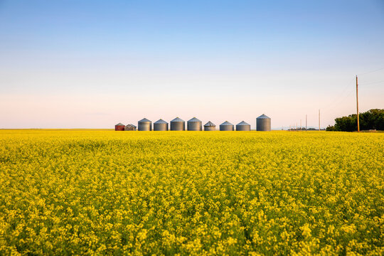 Metal silos in a row on a ripening canola field at sunrise; Alberta, Canada