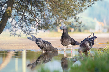 dove, pigeon portrait