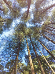 Tall pine trees top against blue sky.