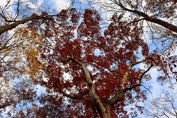 The tall autumn n tree in the woods.