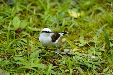 The masked water tyrant (Fluvicola nengeta) is a species of bird in the family Tyrannidae, the tyrant flycatchers, one of three in the genus Fluvicola. Botanical Garden, Rio de Janeiro, Brazil.