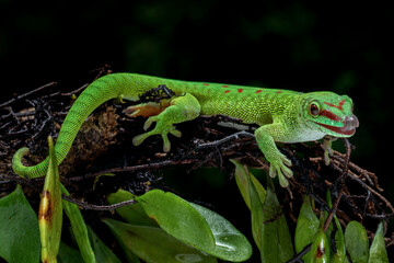 Madagascar Day Gecko (Phelsuma madagascariensis madagascariensis) on tree branch.