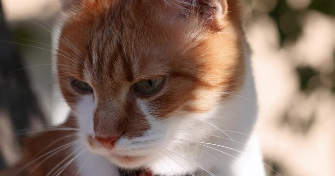 Slow motion of close up portrait of beautiful red white cat