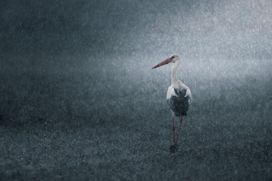 Rain Stork