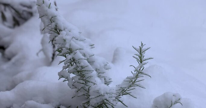 Snow covered branches of rosemary in winter