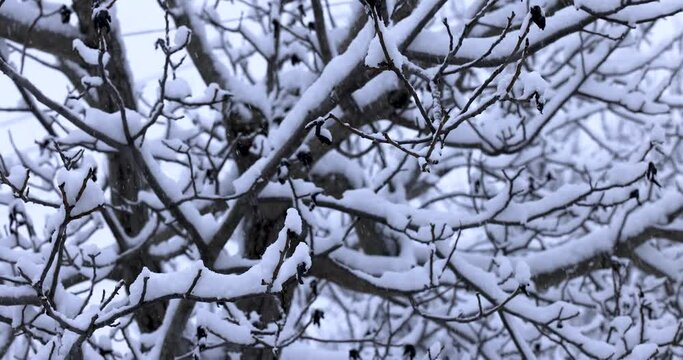 Branch covered with snow in winter forest