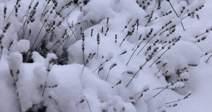 Snow covered branches of dry mints in winter