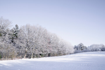 Snow covered trees on a small hill