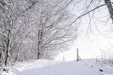 Bright winter scenery with a forest trail