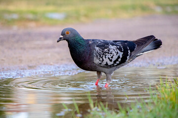 dove, pigeon portrait