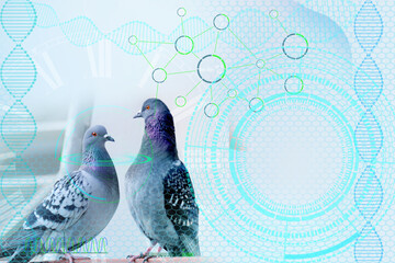 two Feral pigeons in chemical laboratory, people concept, biology science, closeup of test tube...