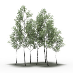 group of trees with a shadow under it, isolated on white background, 3D illustration, cg render