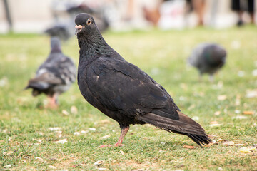 dove, pigeon portrait
