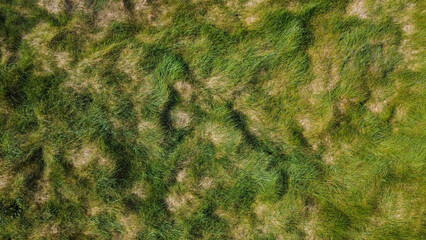 Thick green grass, full frame. Green vegetation as a background. View from above.