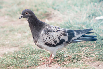 dove, pigeon portrait