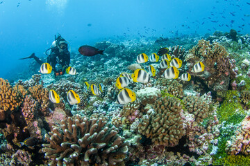 Scuba diver with butterfly fish