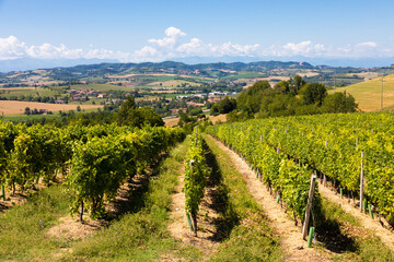 Fototapeta na wymiar Barbera vineyard in Piedmont region, Italy. Countryside landscape in Langhe area