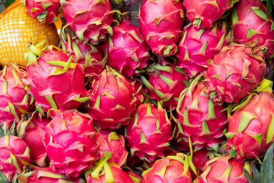 Pitahaya, or pitahaya, is the common name for the fruits of several species of cacti