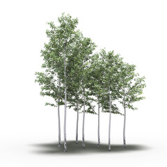 group of trees with a shadow under it, isolated on a transparent background, 3D illustration, cg render
