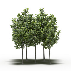 group of trees with a shadow under it, isolated on a transparent background, 3D illustration, cg render
