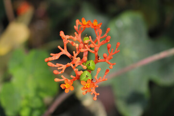 a Beautiful Bloooming and Bud Orange Flower 