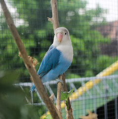 a Beautiful Lovebird Perched on a Branch