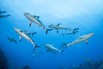 Group of grey reef shark