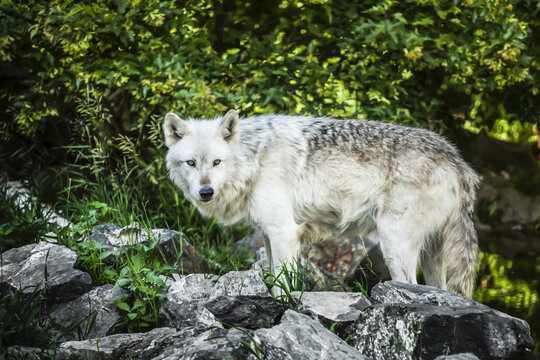 Wolf (Canis lupus) standing on rocks in a forest looking at the camera; Ely, Minnesota, United States of America