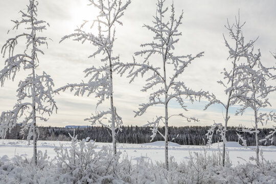 Snow-covered trees in a row with a snow-covered field and forest in the background; Thunder Bay, Ontario, Canada