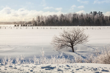 Ice-covered trees and a snowy field with fences; Sault St. Marie, Michigan, United States of America