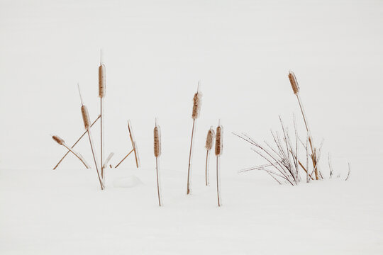 Fototapeta Ice-covered autumn grasses in snow  Sault St. Marie, Michigan, United States of America