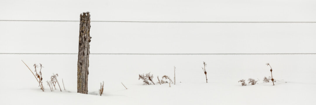 Ice-covered grasses and fence; Sault St. Marie, Michigan, United States of America