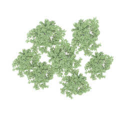 Obraz premium group of trees, top view, isolated on white background, 3D illustration, cg render