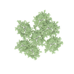 group of trees, top view, isolated on white background, 3D illustration, cg render