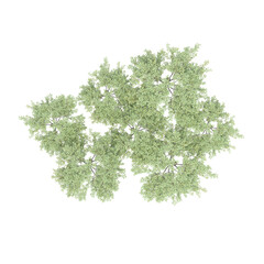 Fototapeta na wymiar group of trees, top view, isolated on white background, 3D illustration, cg render