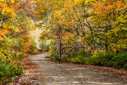 Autumn coloured trees along a gravel road; Thunder Bay, Ontario, Canada