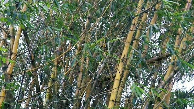 Bambo plants in the forest