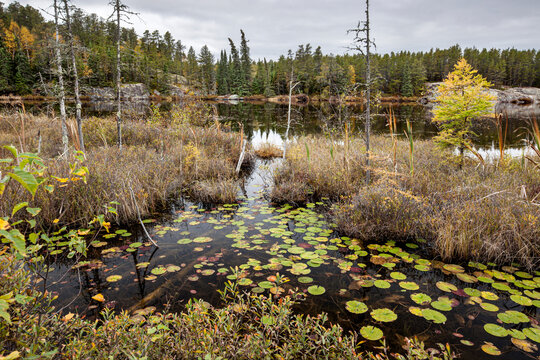 Lily pads in a pond on an autumn coloured landscape; Thunder Bay, Ontario, Canada