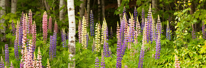 Blossoming lupines in a forest in purple, pink and yellow; Thunder Bay, Ontario, Canada