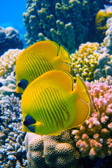 A beautiful pair of butterfly fish colorful coral reef full of goldfish in the Red Sea in Egypt....