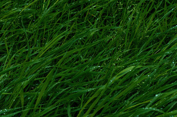 fresh green grass with rain drops full frame - Powered by Adobe