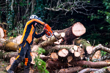 Worker felling and shredding trees, shrubs and bushes
