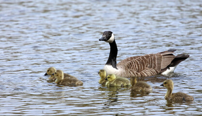 Canada geese goslings with an adult, Derbyshire England

