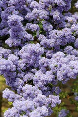 Close up of Ceanothus blooms, Derbyshire England
