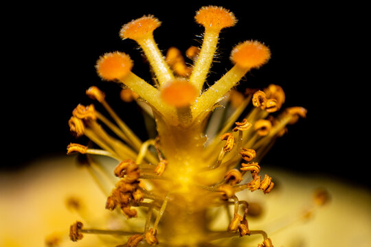Macro fotografia de una flor y sus caracteristicas dentro de ella.