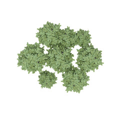 Fototapeta premium group of trees, top view, isolate on a transparent background, 3d illustration