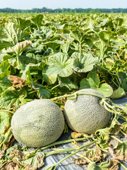 View of cantaloupes growing in farmland in Yunlin, Taiwan.